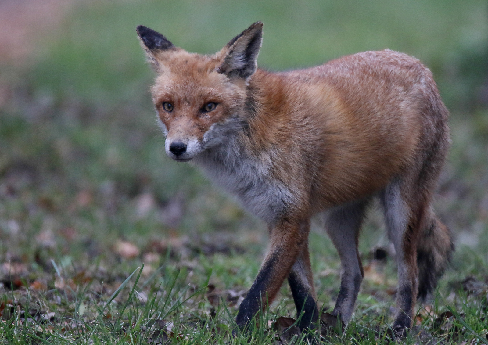 Red Fox (Vulpes vulpes) Vörös róka 15284675824[H]