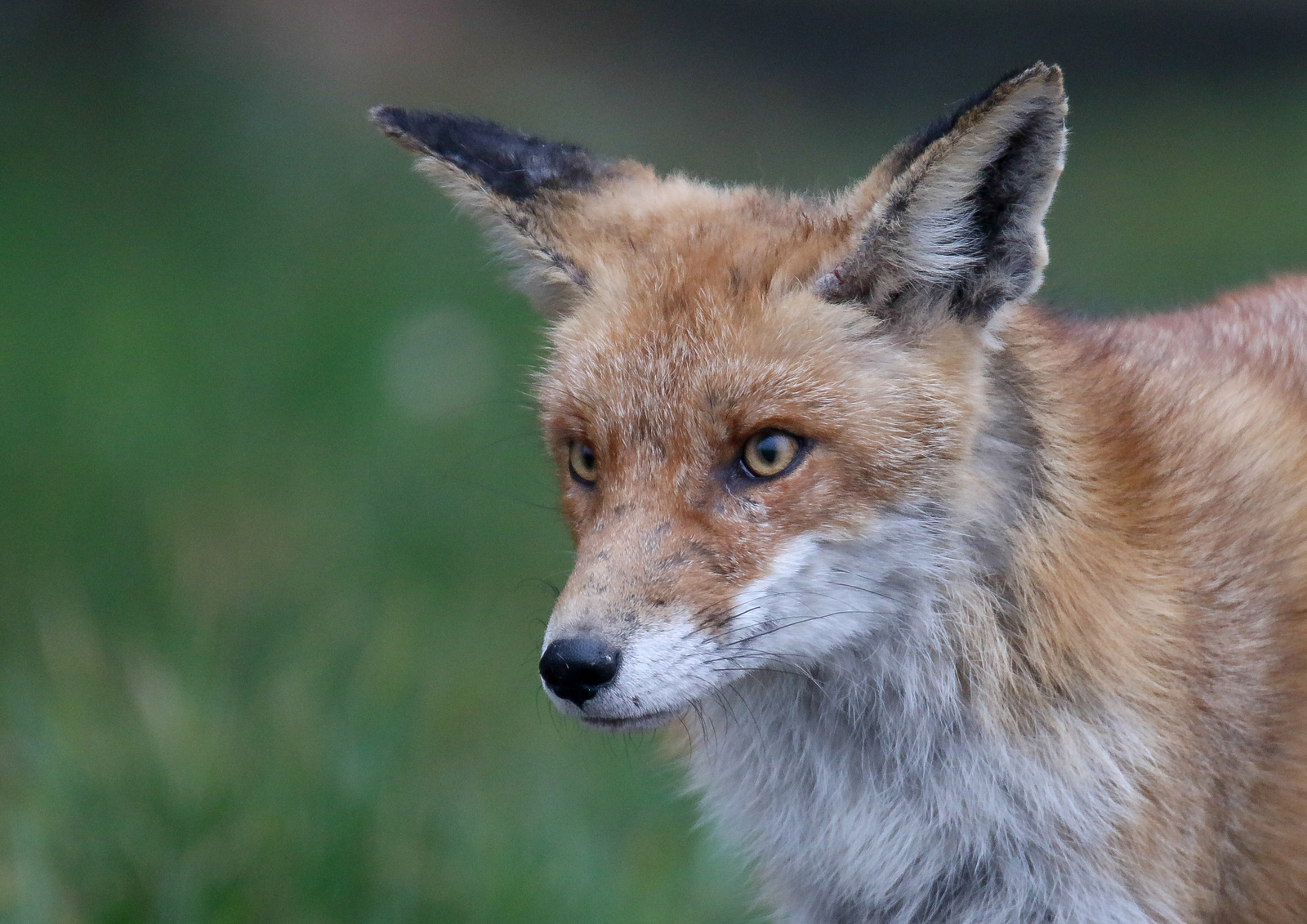Red Fox (Vulpes vulpes) Vörös róka 15721194877[H]