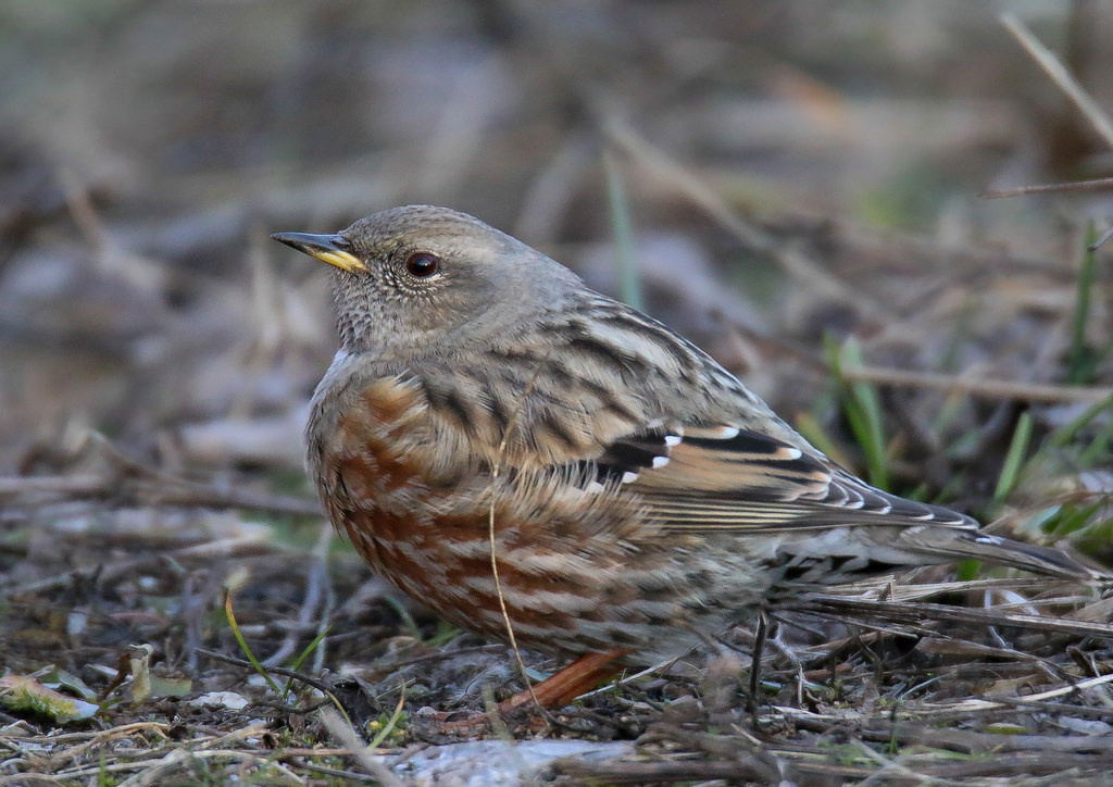 Havasi szürkebegy (Prunella collaris)