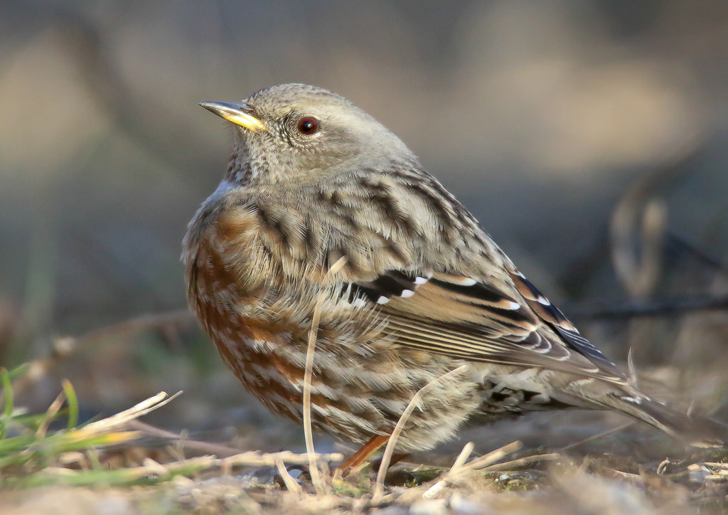 Havasi szürkebegy (Prunella collaris)