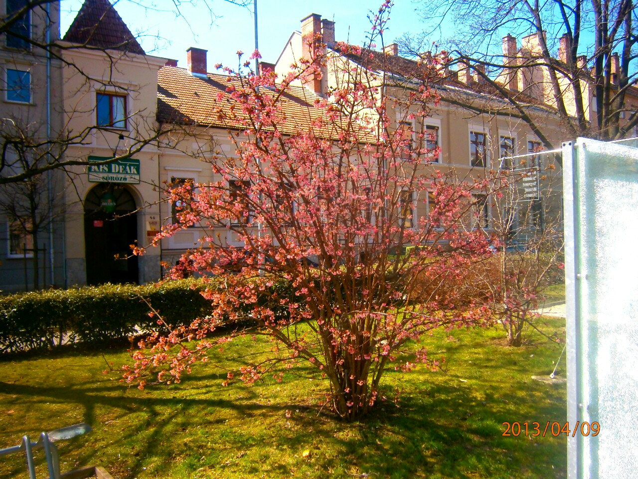 Virágzik a bangita /Sopron