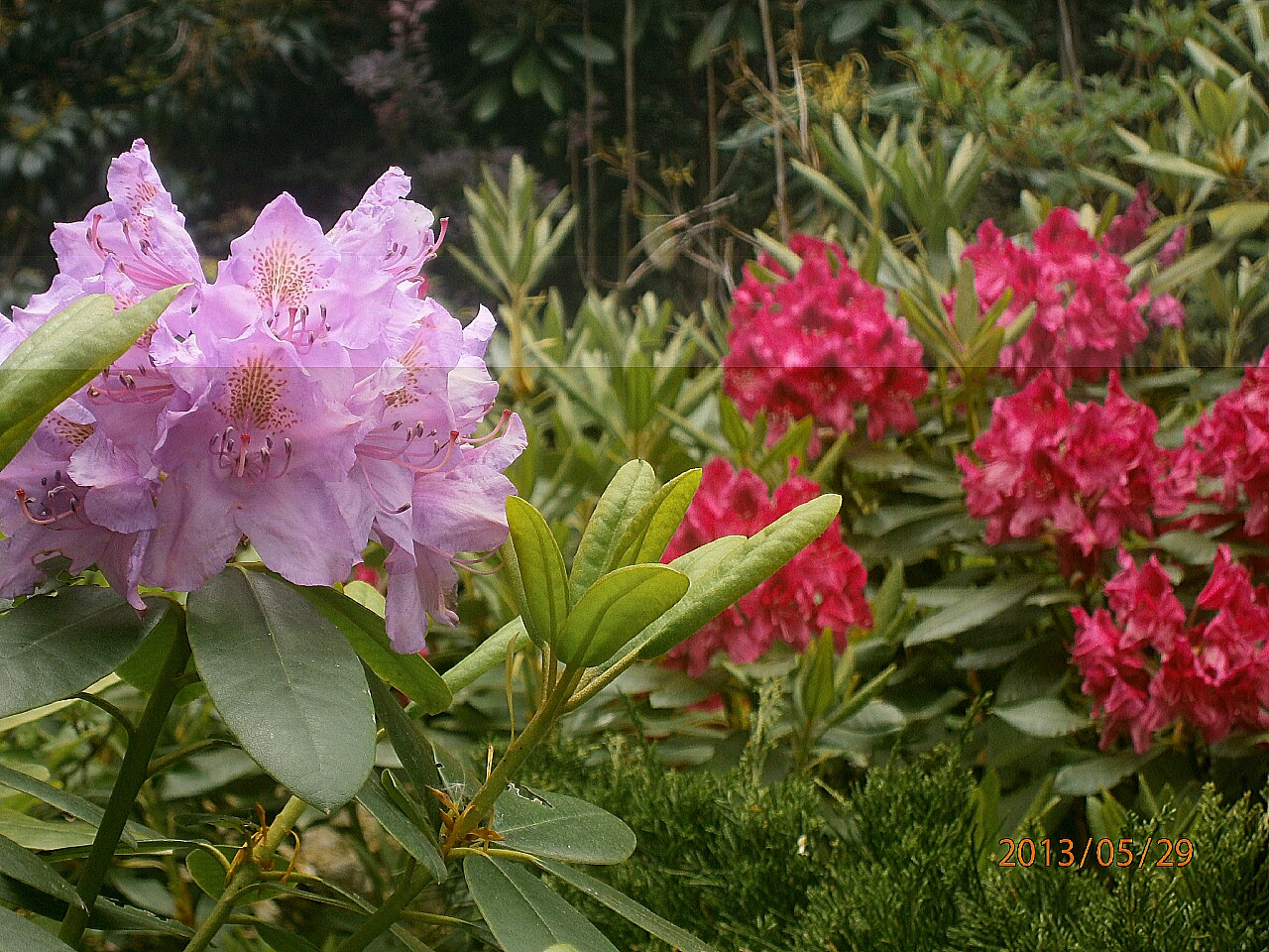 Rododendron virágok