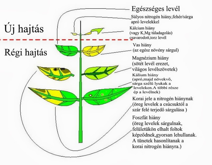 növények hiánytünetei