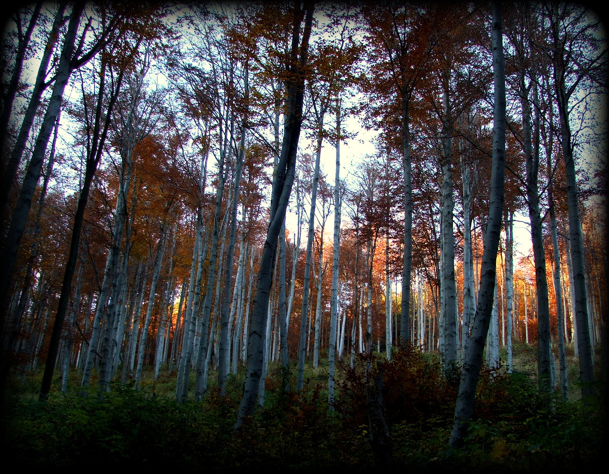 Őszi erdő fényei