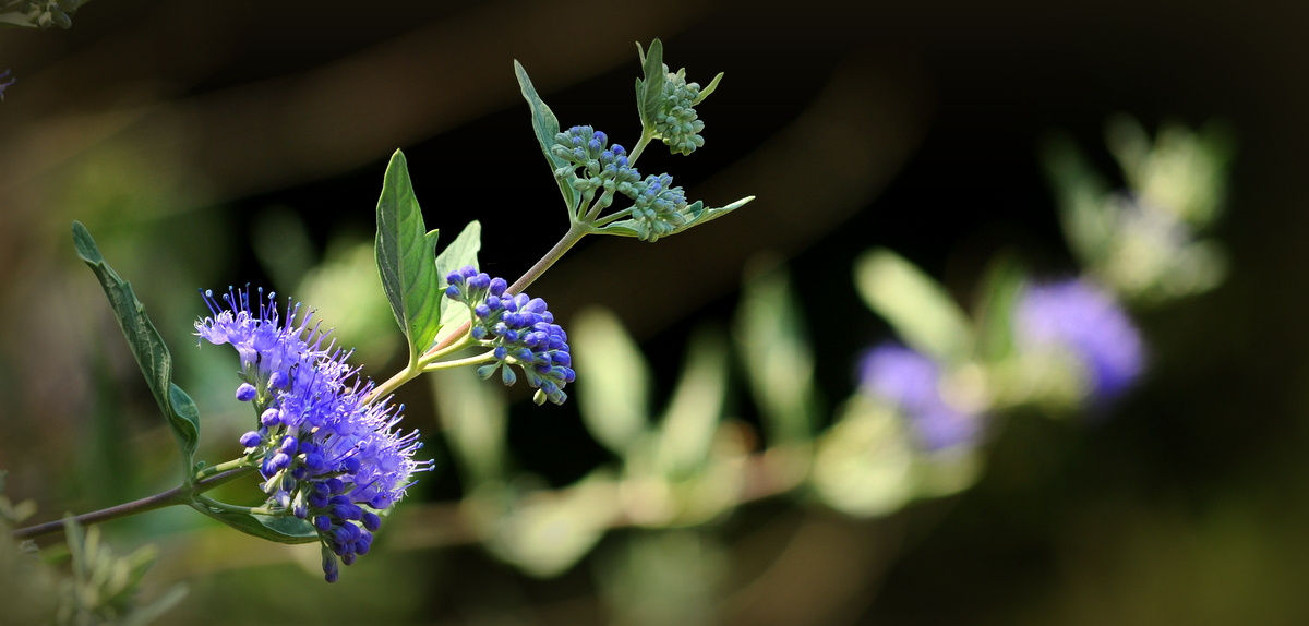 Kékszakáll (Caryopteris)