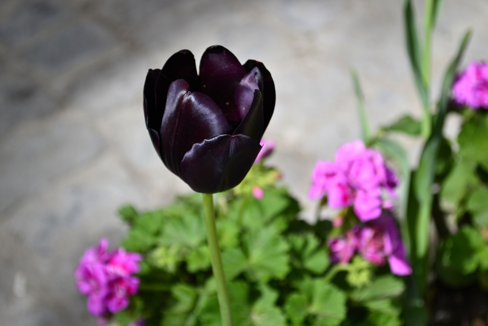 Fekete tulipán - Isztambul