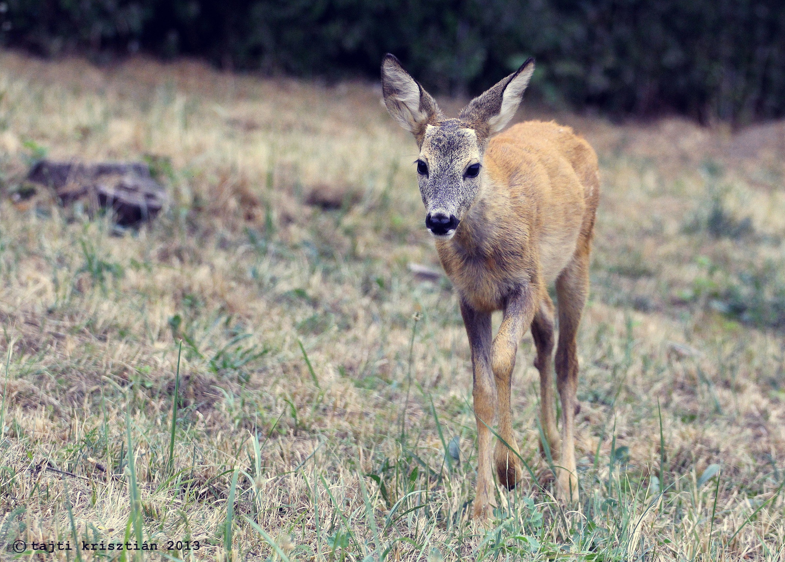 Bambi