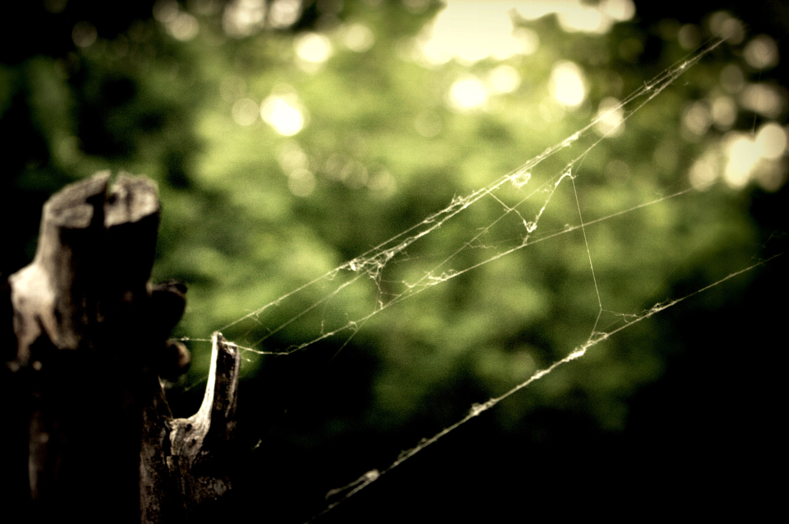 spiderweb 06