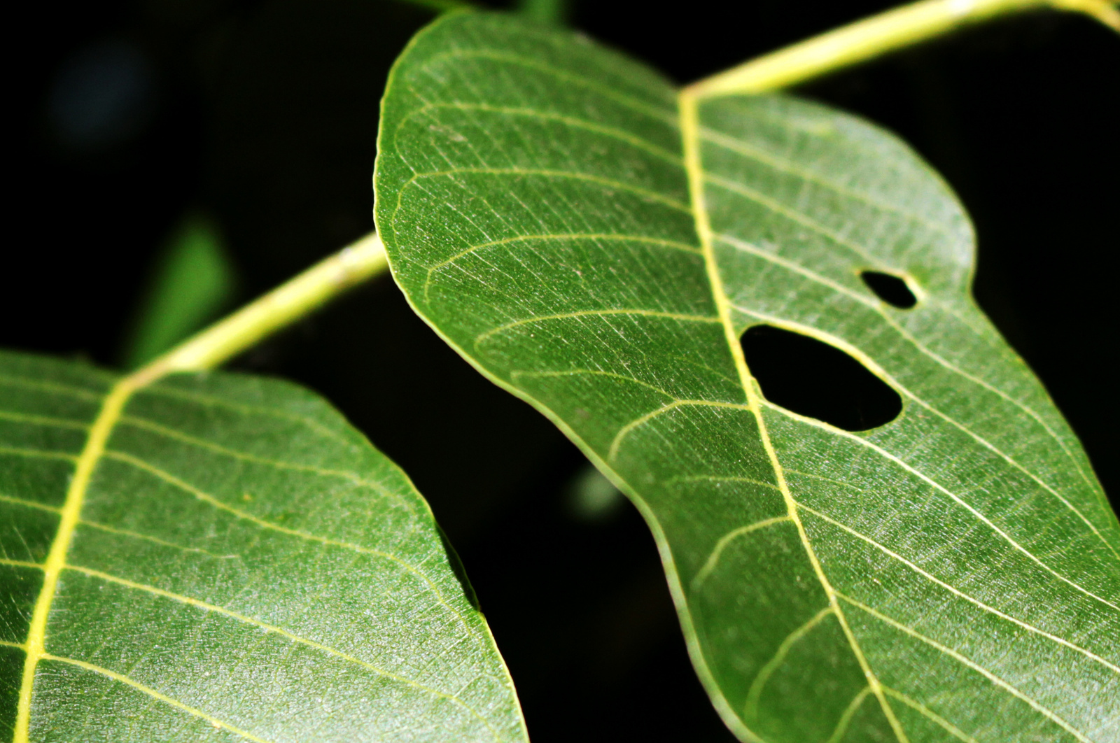 walnut leaf framed 2