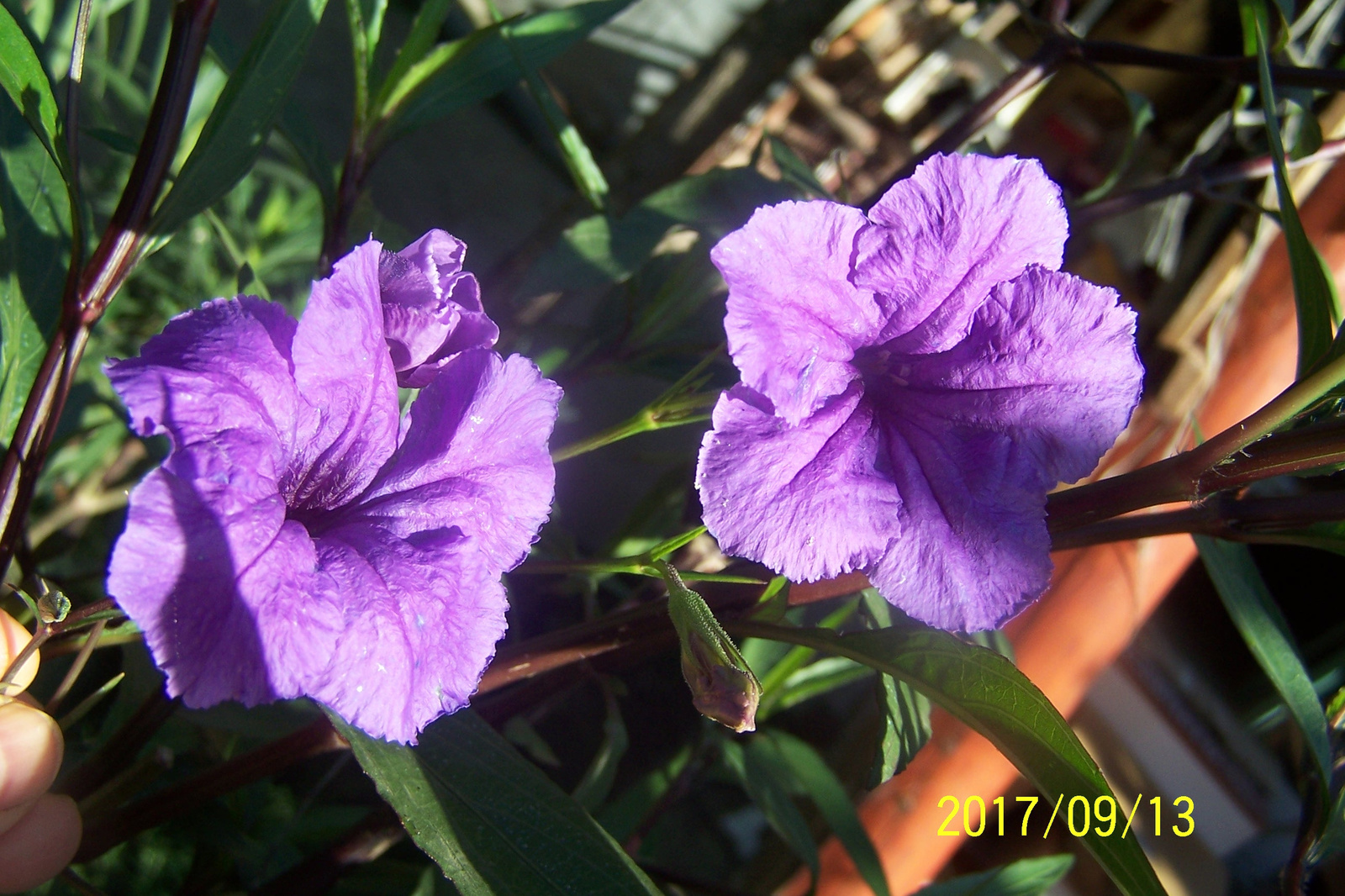 Ruellia 1000,--