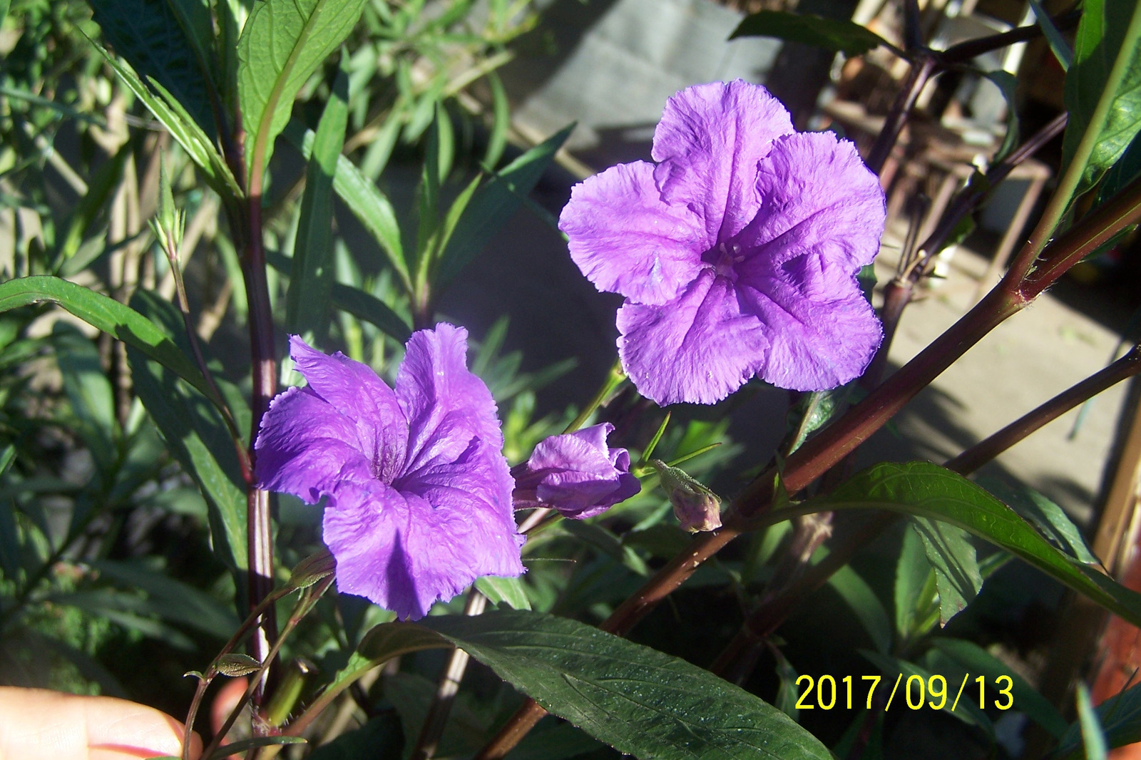 Ruellia 1000,--