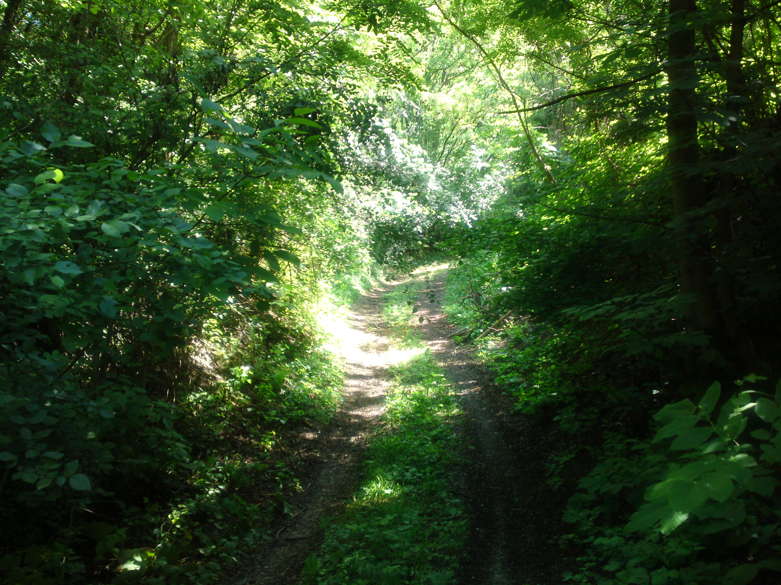 Esztergom természet , 2013 Május 20.