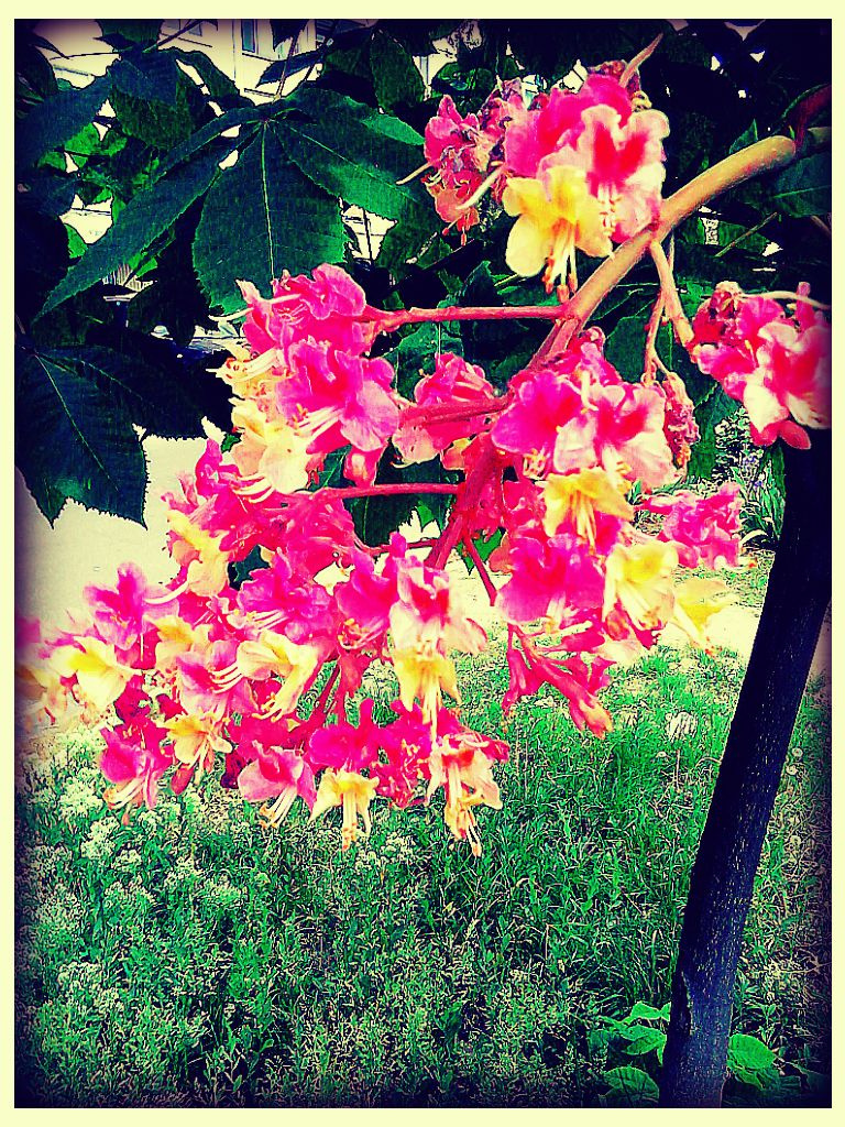 BeFunky Instant 4sjpg