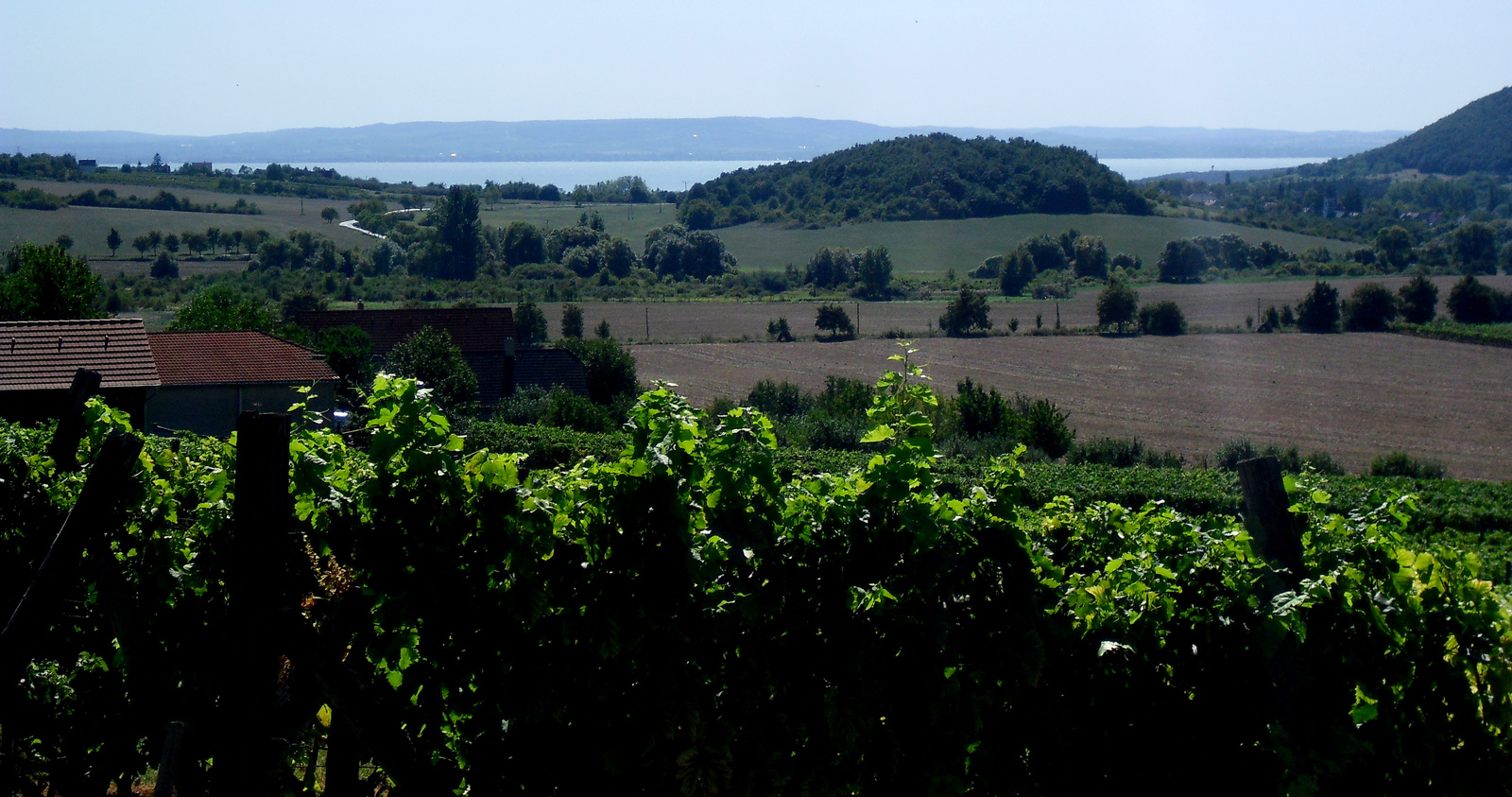 szüret a Balatonnál