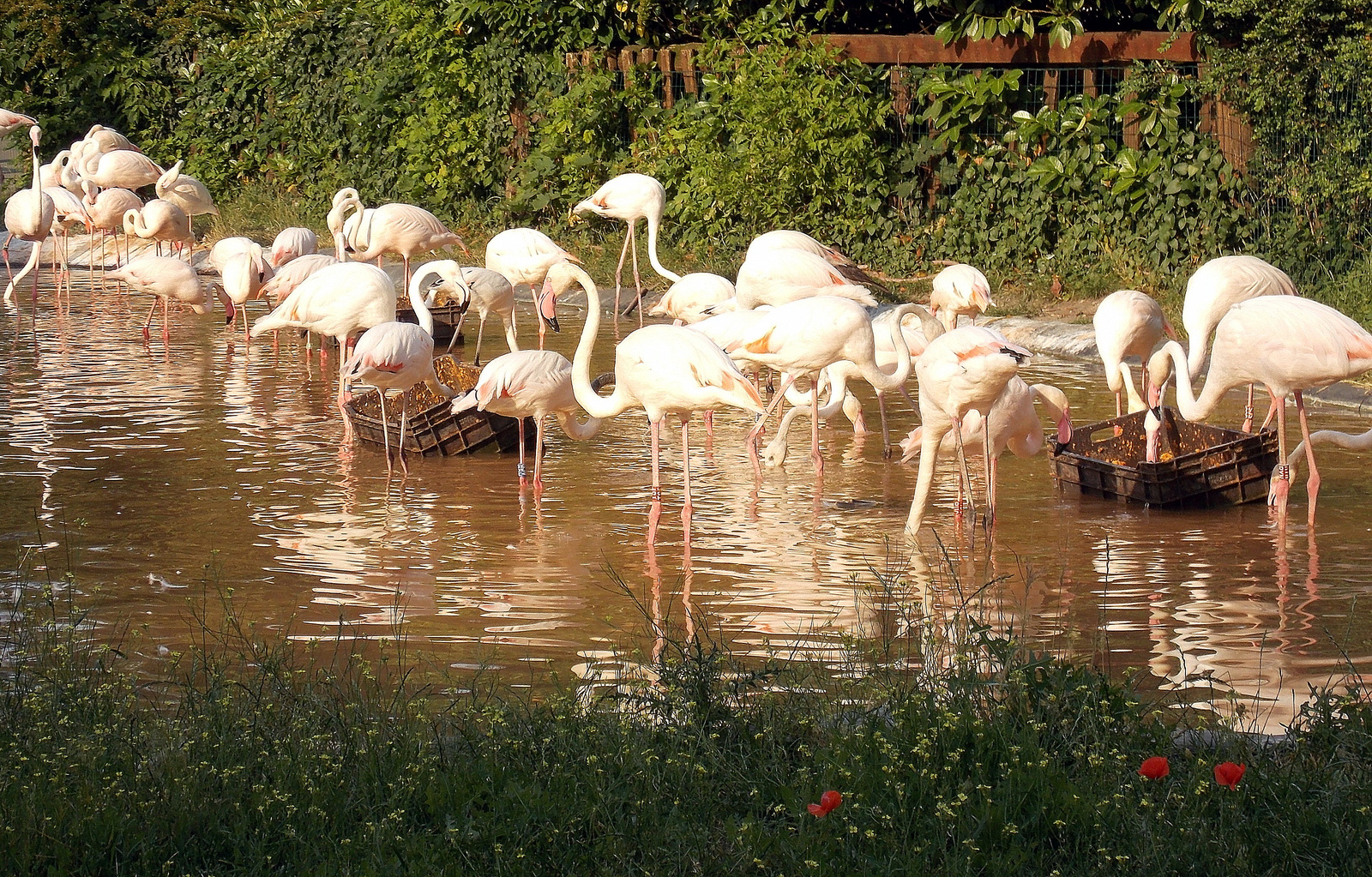 Flamingó-etetés