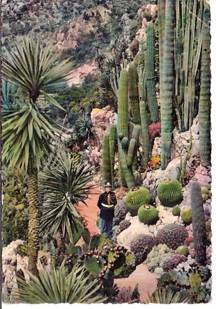 a015314-Monaco kaktusz