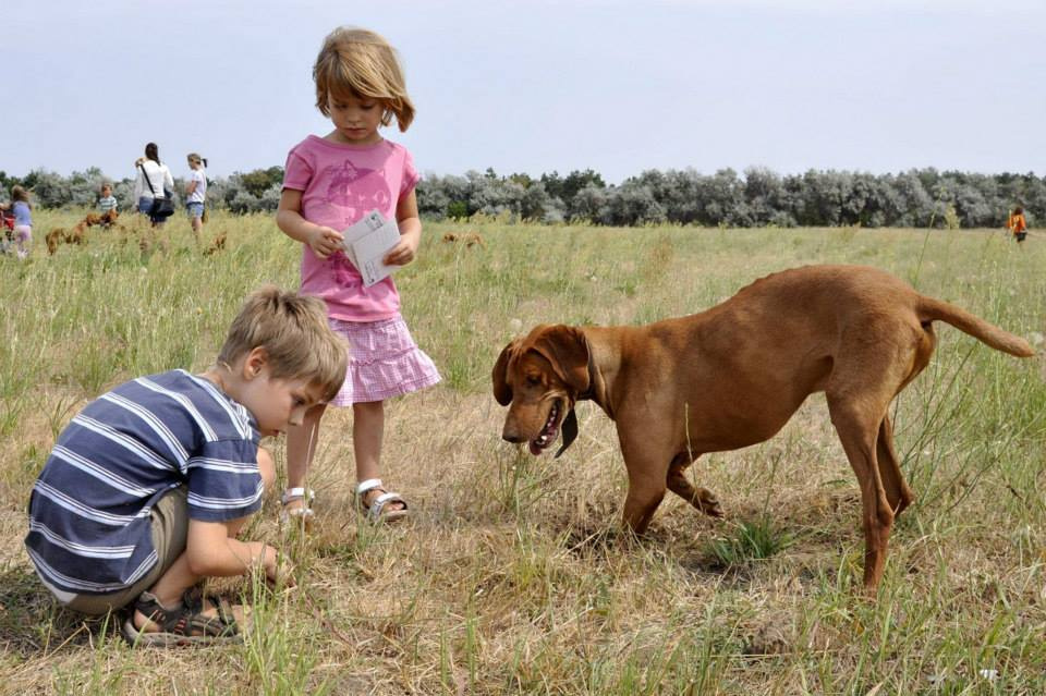 vizsla piknik (53)