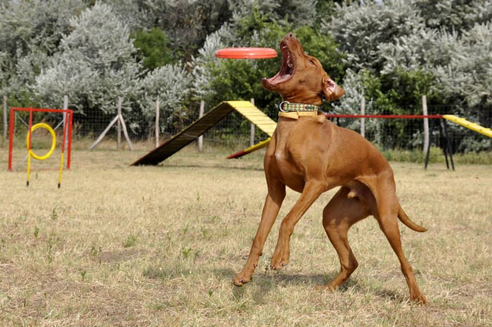 vizsla piknik (22)