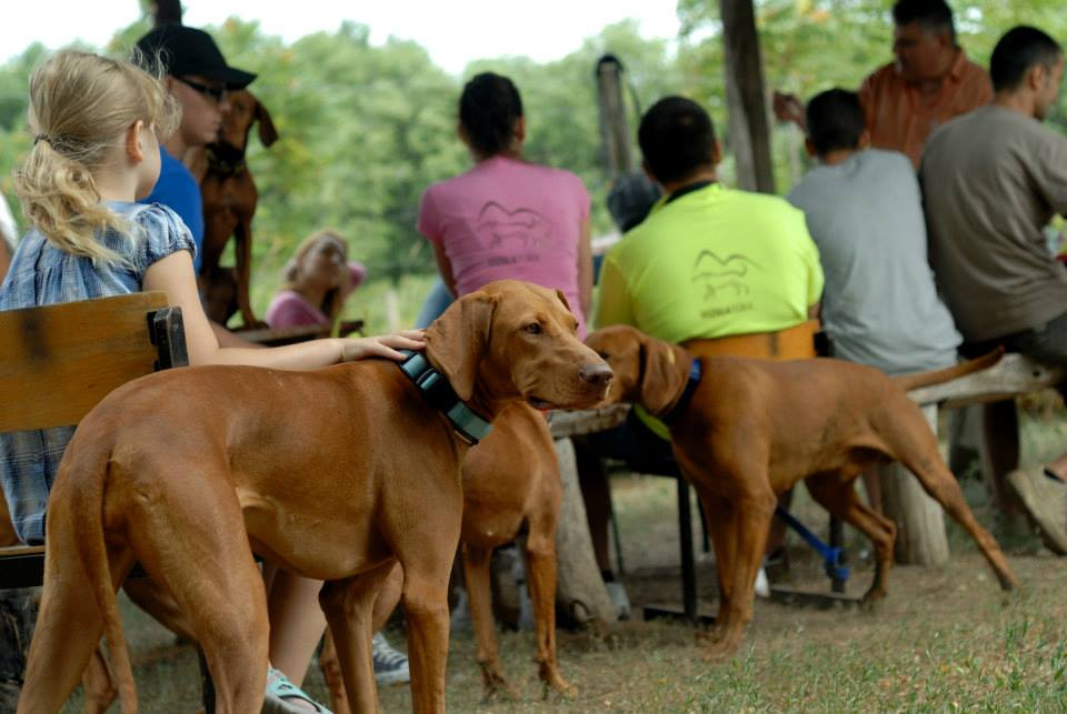 vizsla piknik (63)