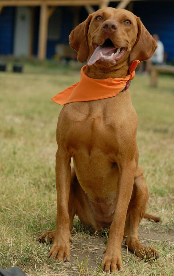 vizsla piknik (66)