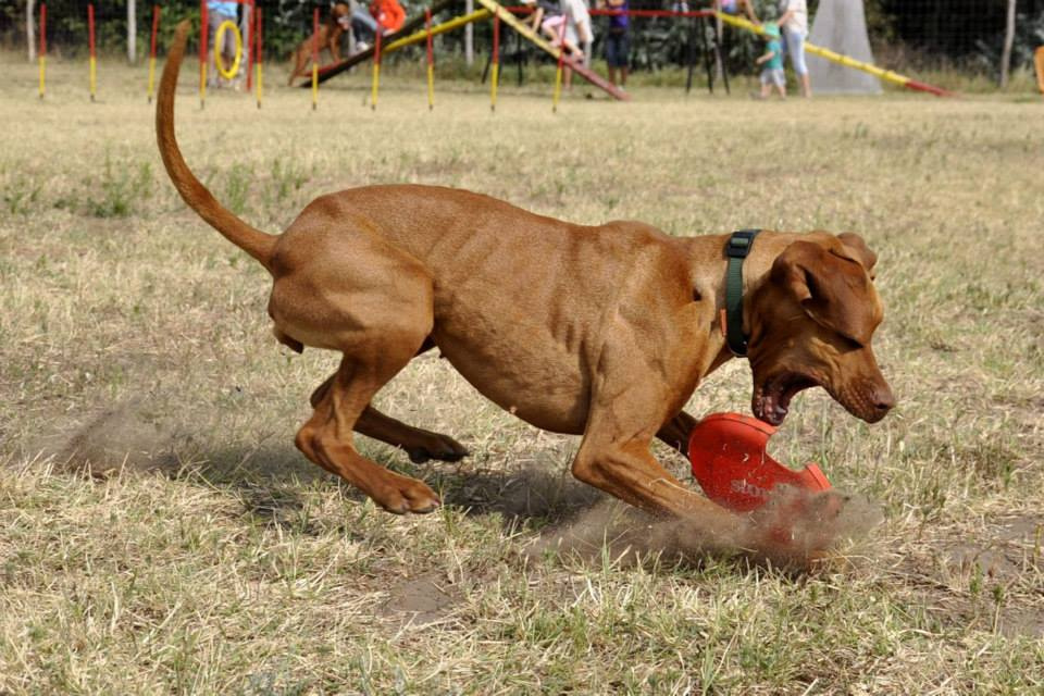 vizsla piknik (67)