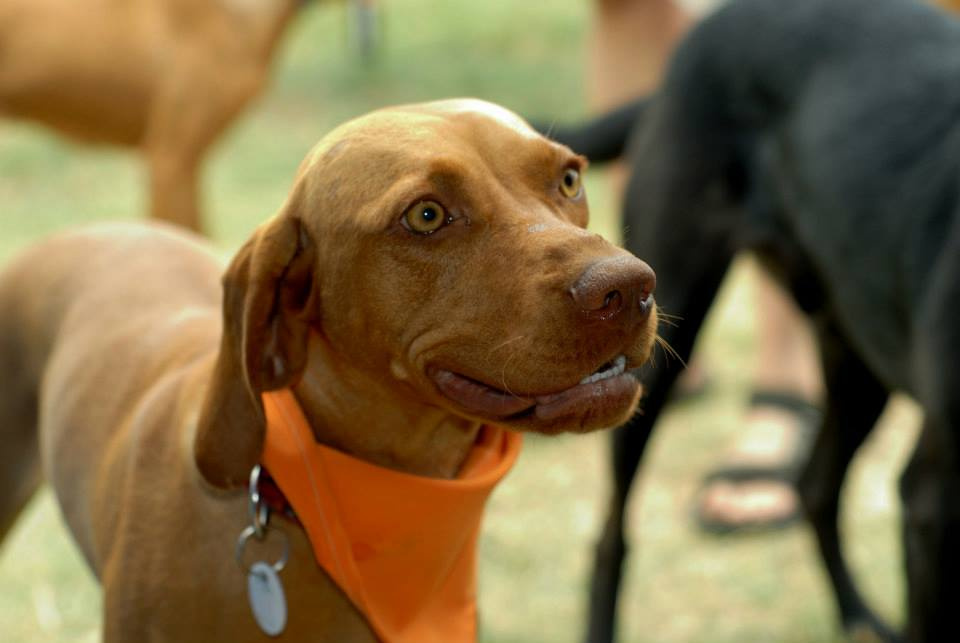 vizsla piknik (82)