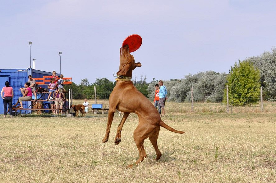 vizsla piknik (116)