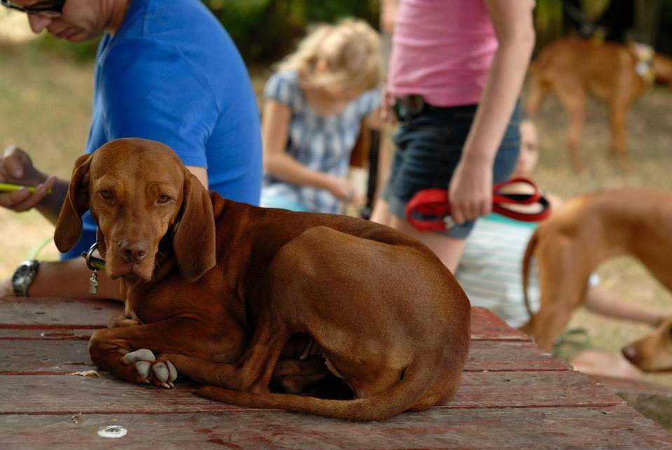 vizsla piknik (99)