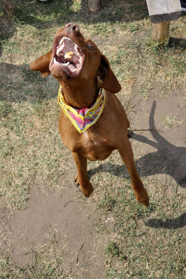 vizsla piknik (92)