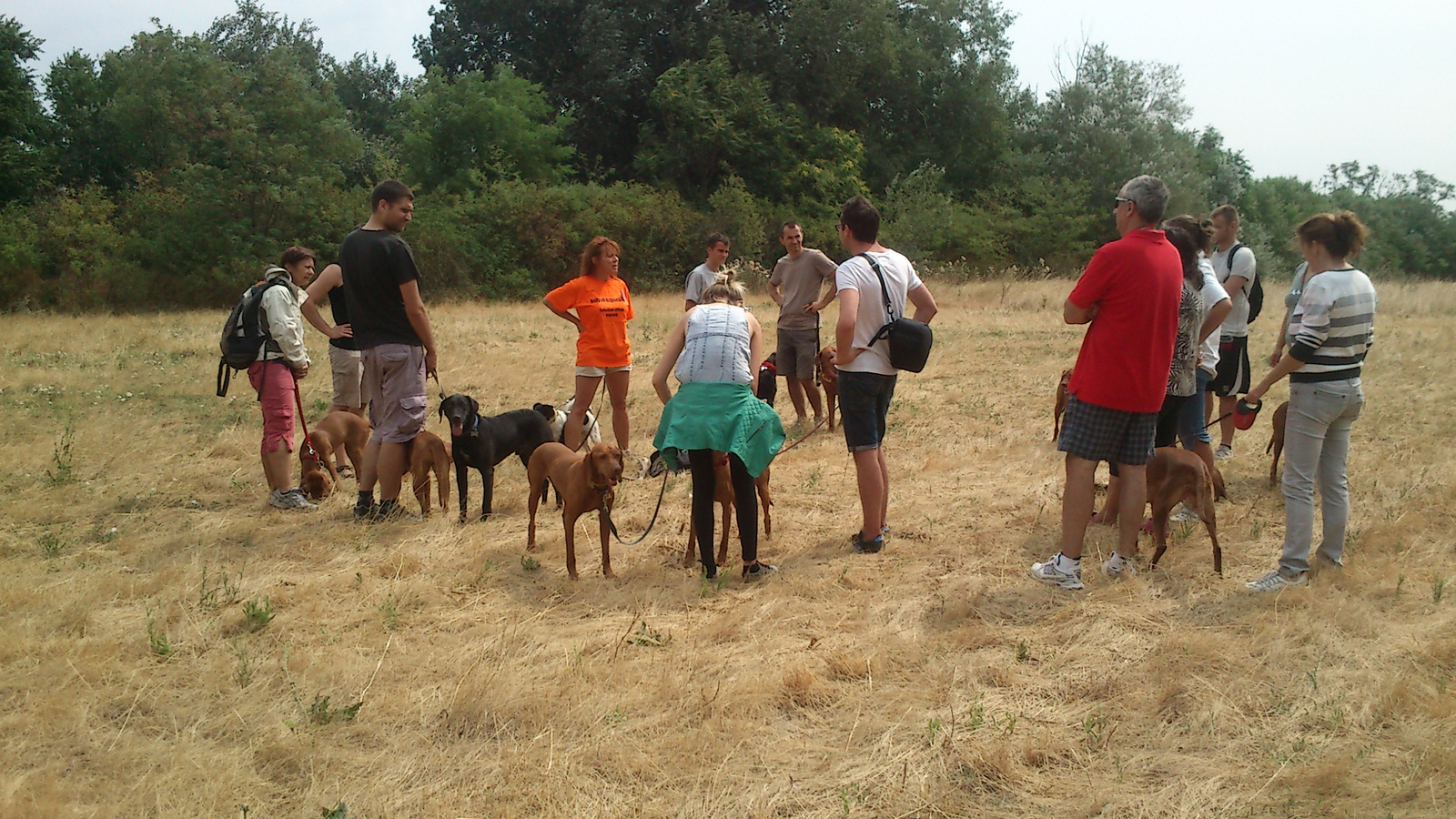 vizsla piknik 2013 (7)