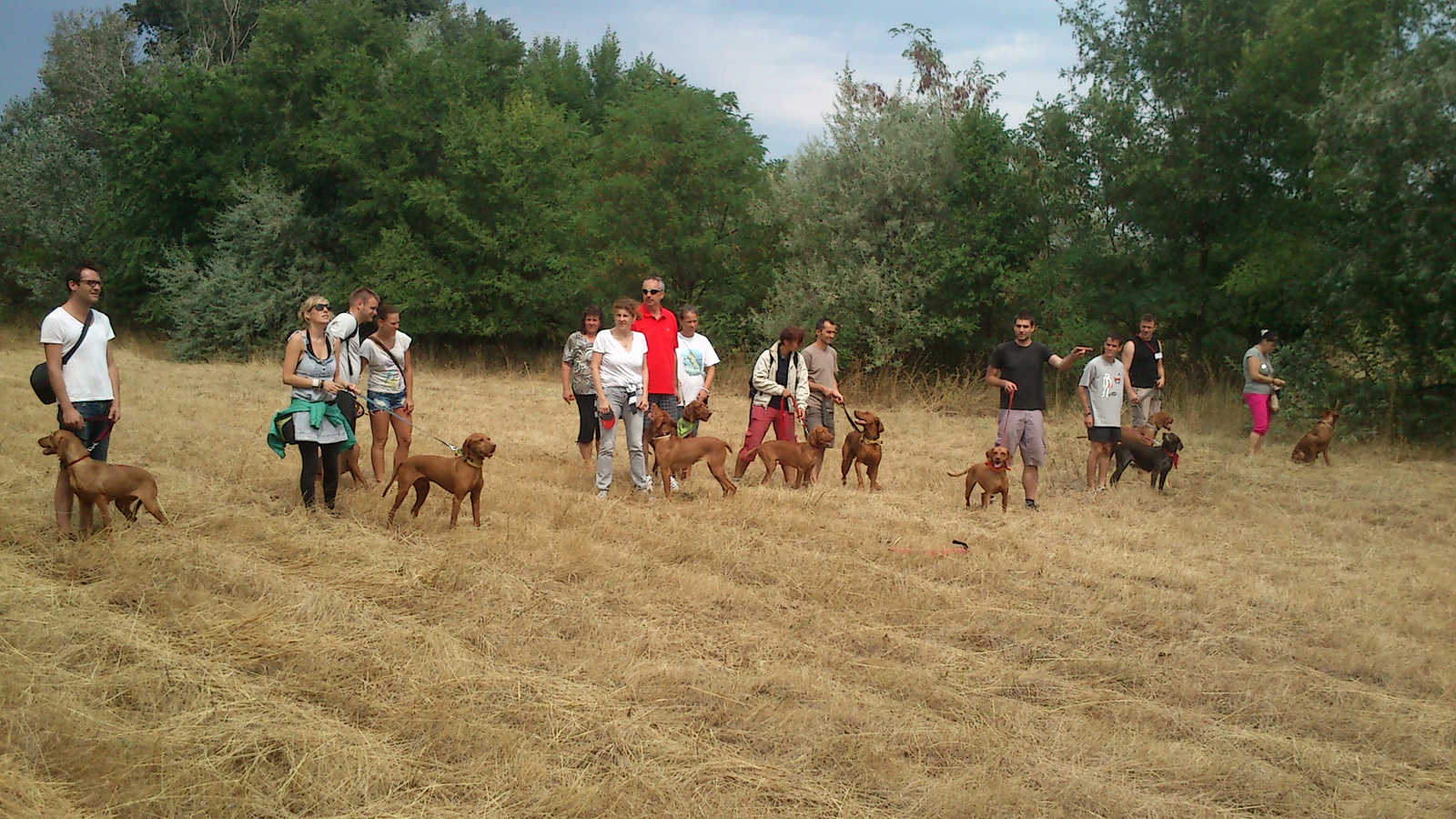 vizsla piknik 2013 (18)