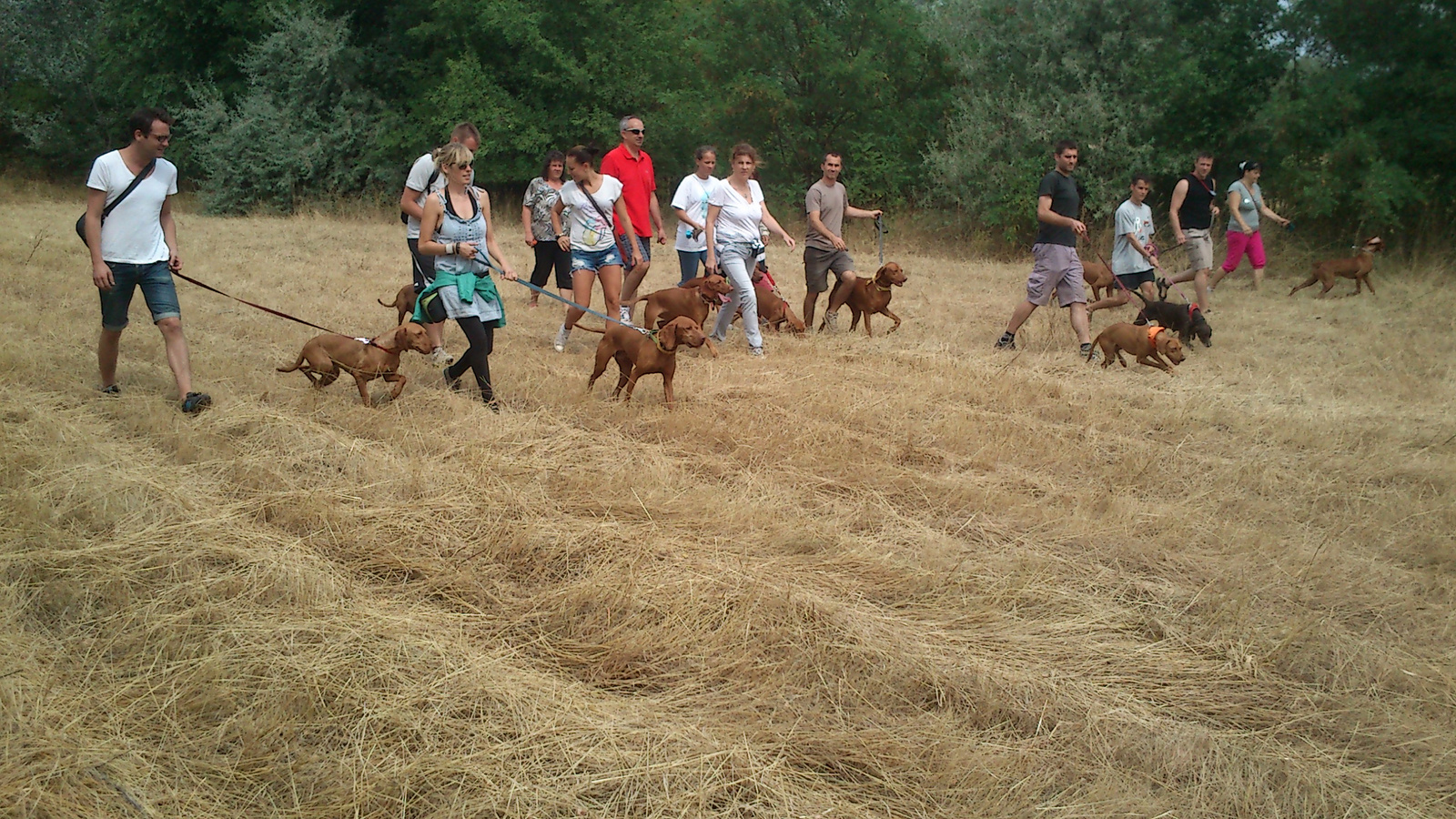 vizsla piknik 2013 (15)