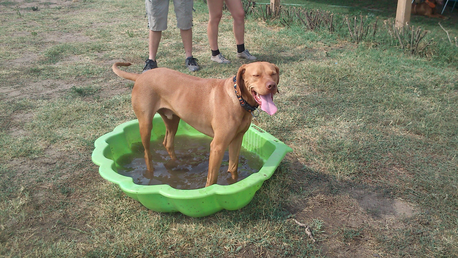 vizsla piknik 2013 (40)