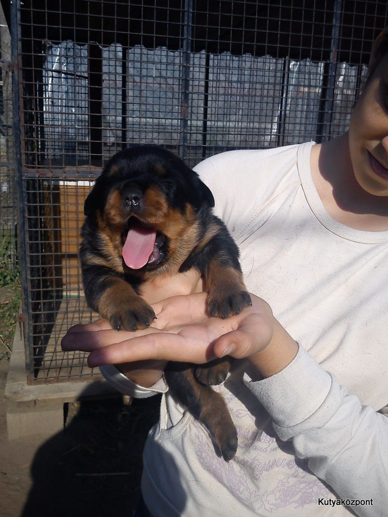 rottweiler kölyök (3)