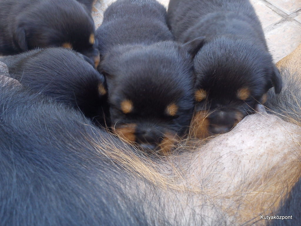 rottweiler kölyök (9)