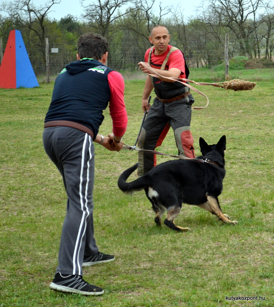 csibeszeles kutyaiskola kutyasuli (3)