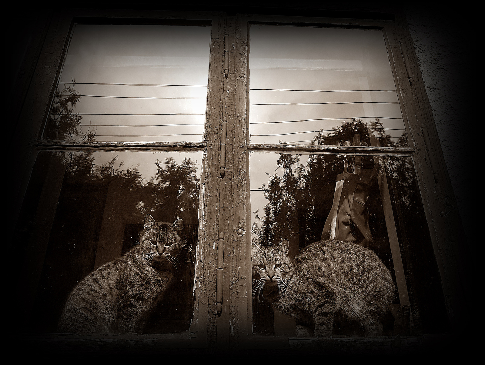 cicák az ablakban