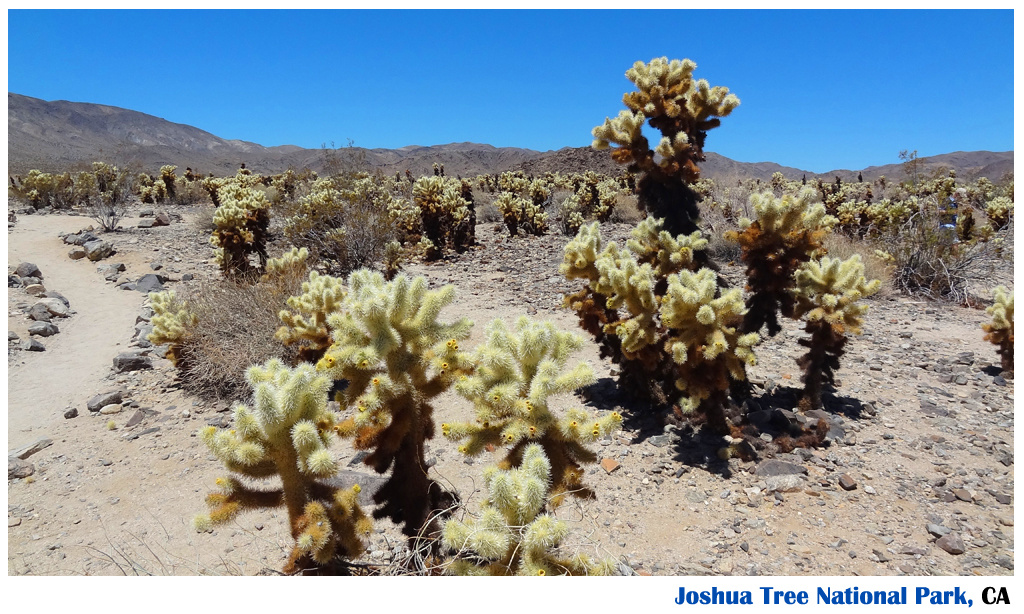 Joshua Tree National Park, CA