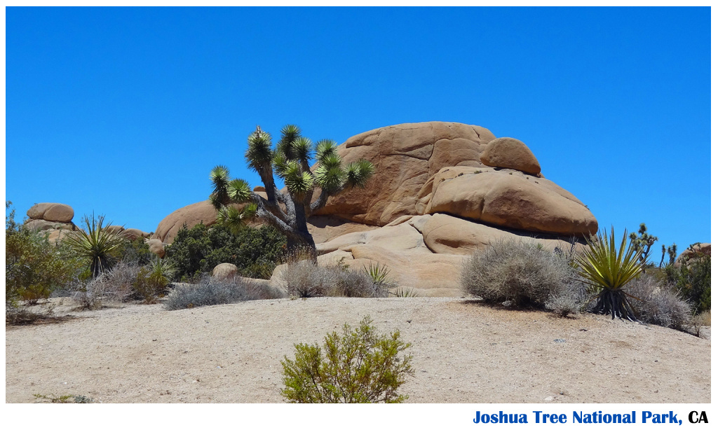 Joshua Tree National Park, CA