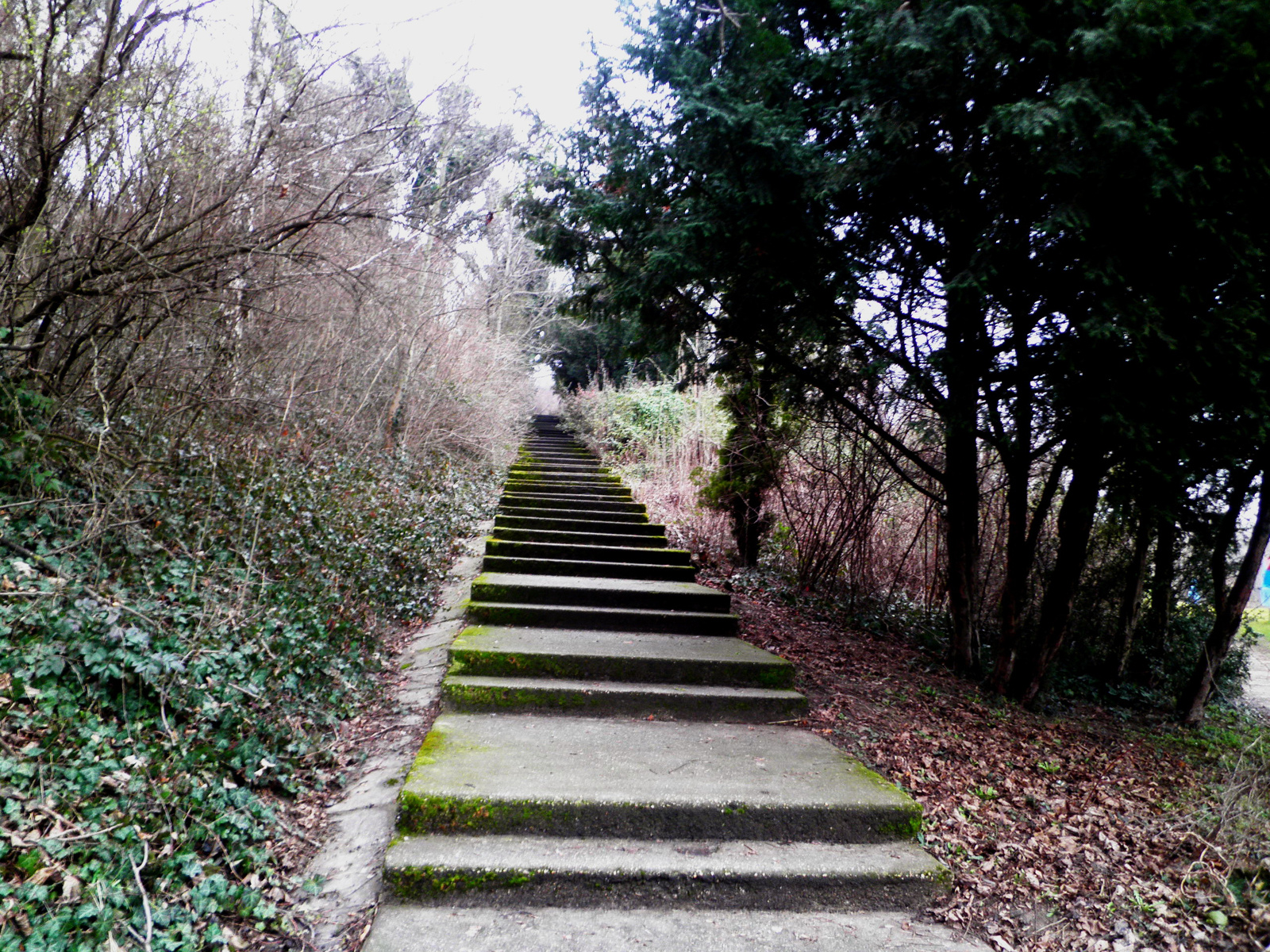 Lépcső a természetbe!