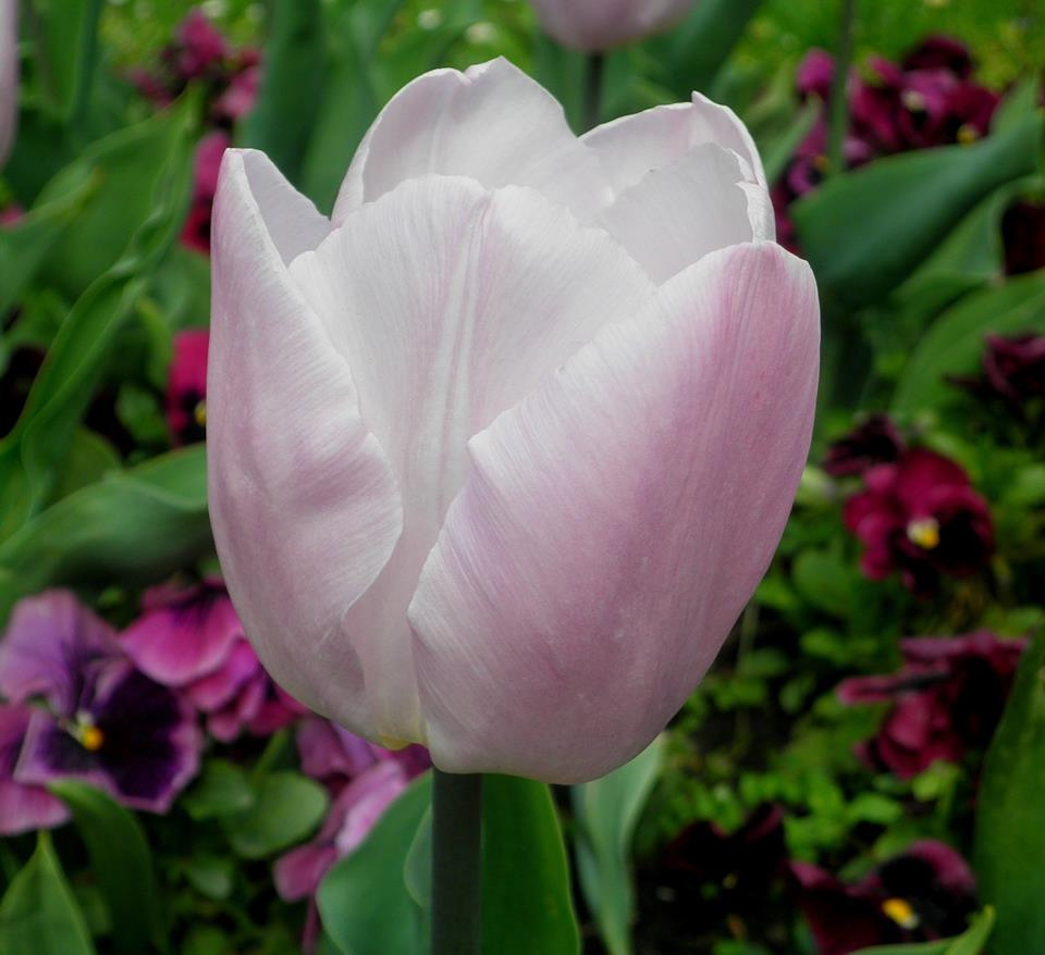 Tulipán a Károly-kertben