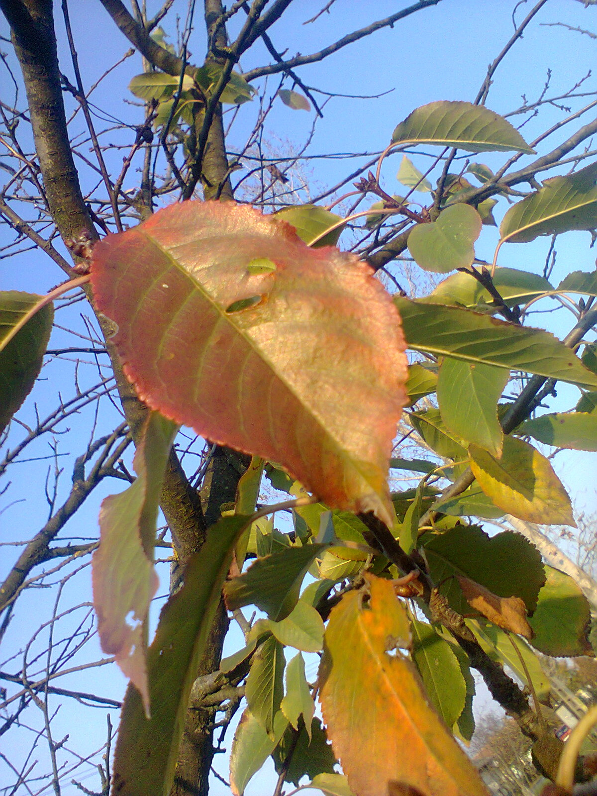Az Ősz színei