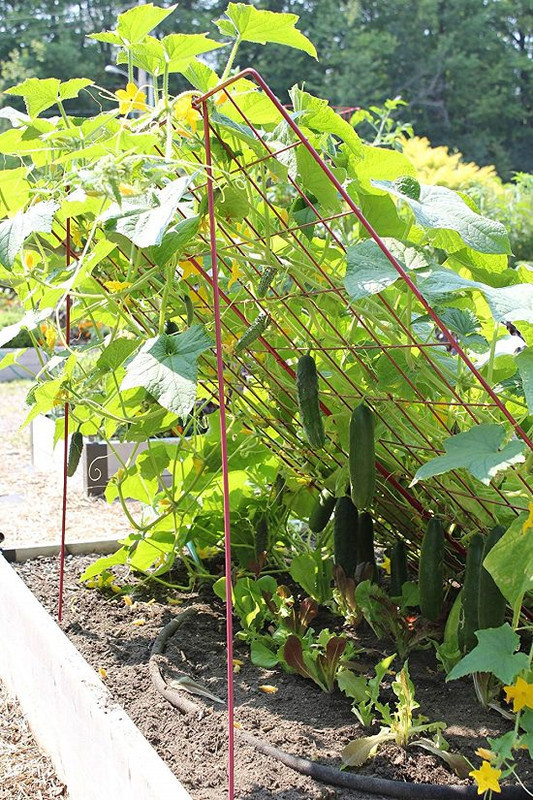 growing-cucumbers-on-trellis-2
