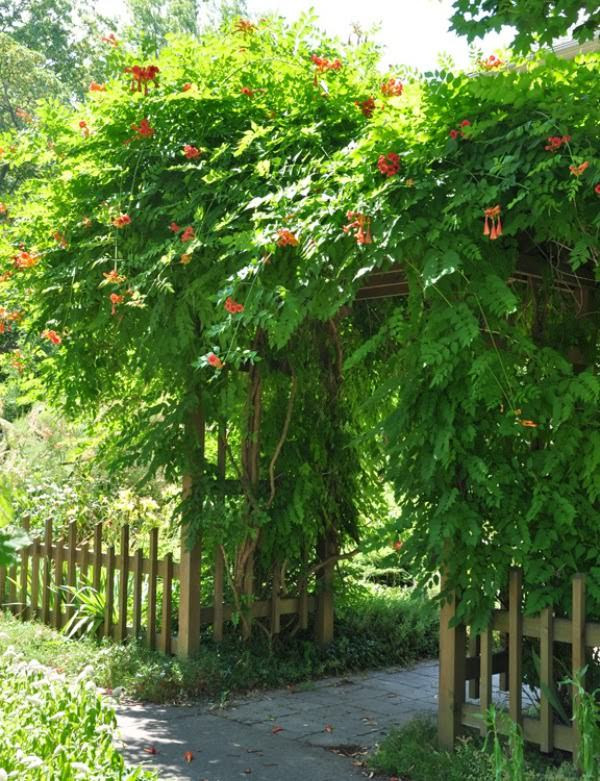 plants-for-pergola-9