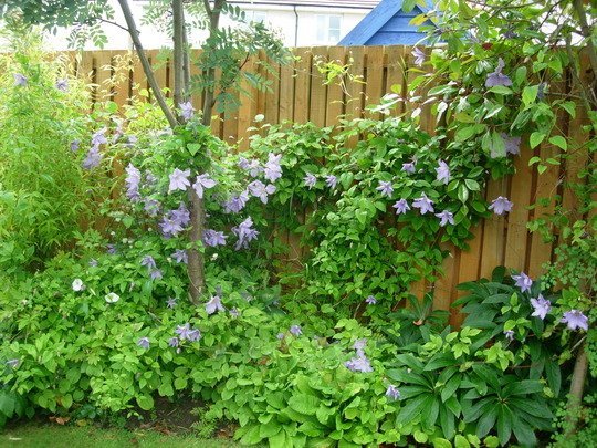 Blue Angel on my fence