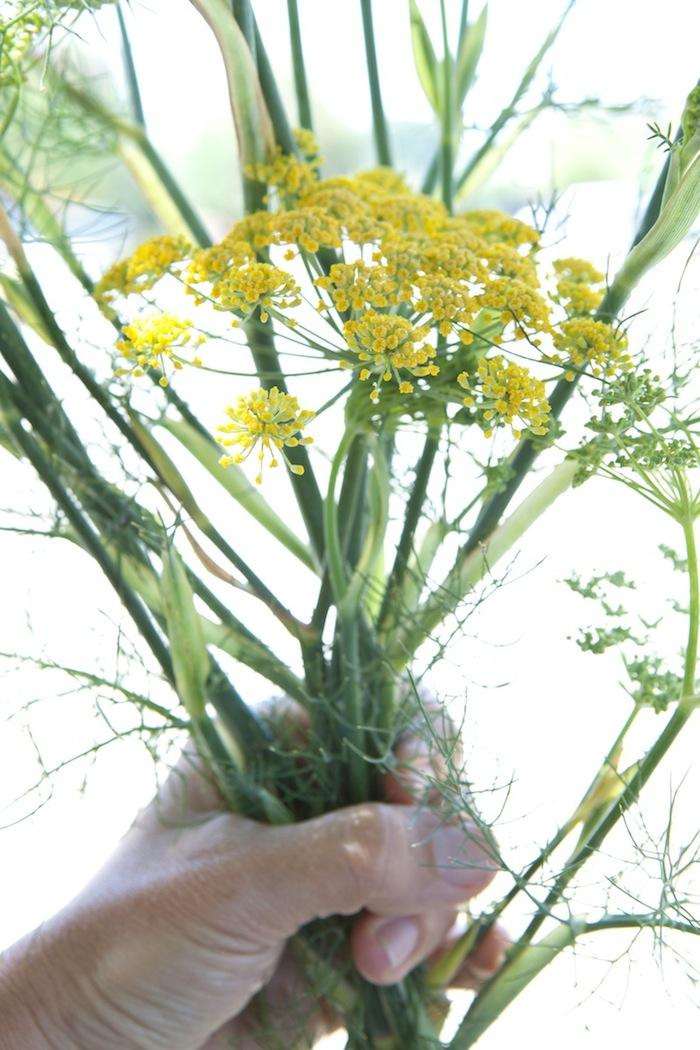 700 fennel-hand-2 édes kömény