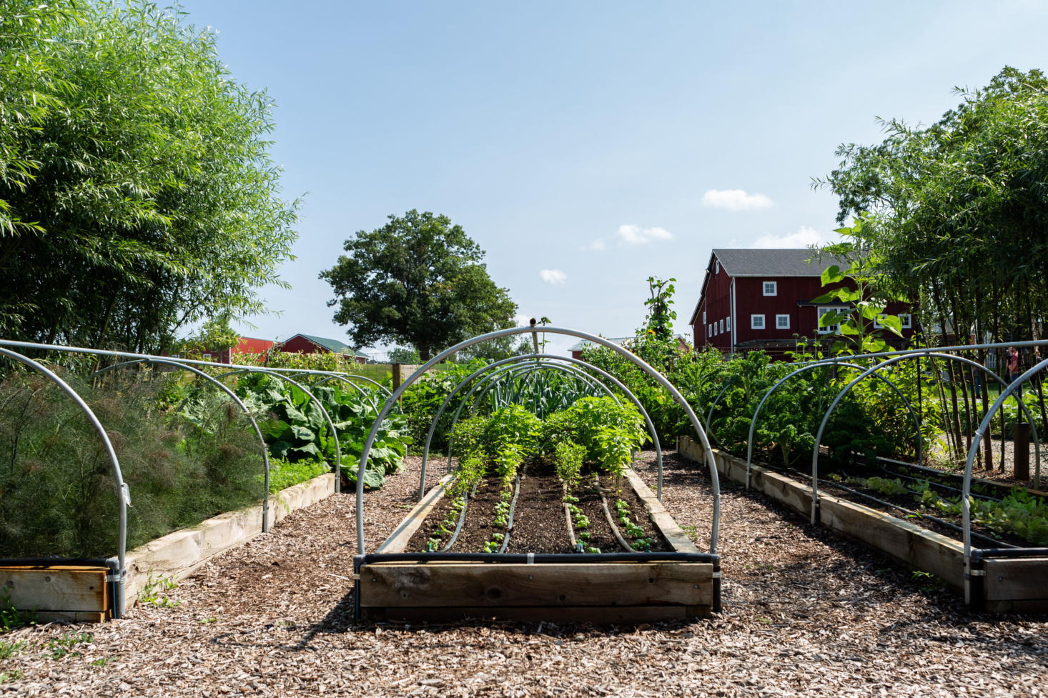 cornman-farms-raised-beds-mulch-hoops-edible-garden-michigan-146