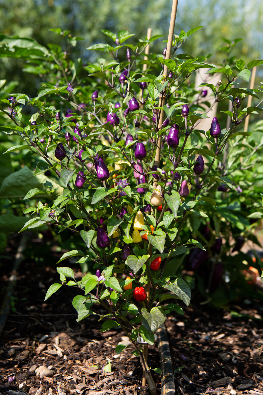 cornmanfarms-michigan-peppers-eggplants-1466x2199