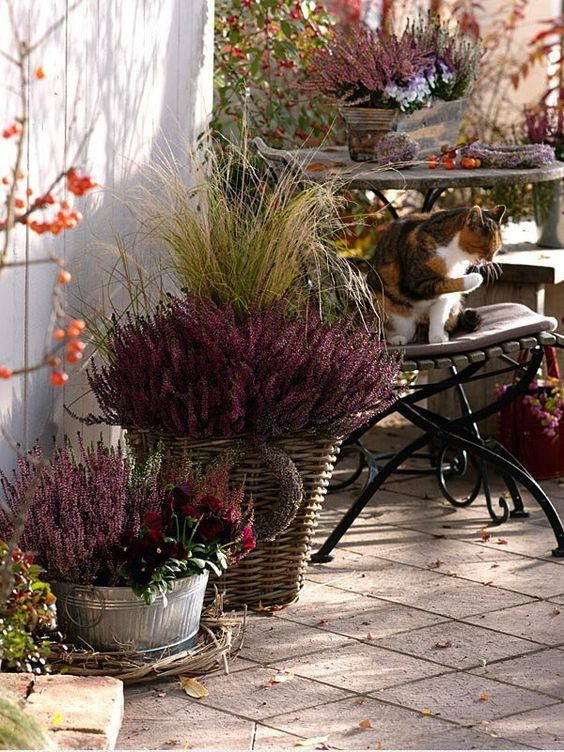 plantations pour un jardin ou balcon d'automne (1)