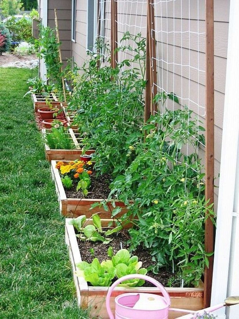 Backyard-Organic-Gardening-this-Summer-14